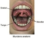 Anathomy of the mouth